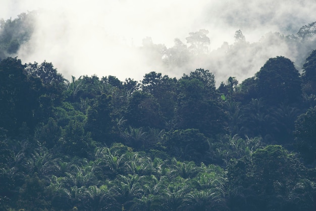 Vista della foresta tropicale con lago, Thailandia