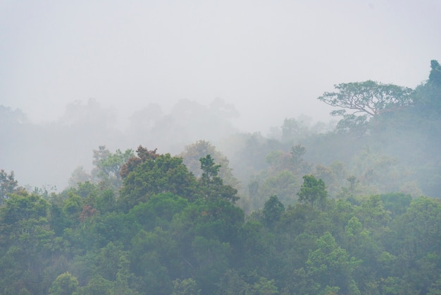 vista della foresta tropicale, Parco Nazionale Khao Yai, Thailandia