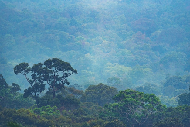 vista della foresta tropicale, Parco Nazionale Khao Yai, Thailandia