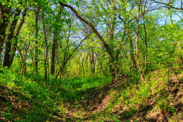 Vista della foresta verde in primavera