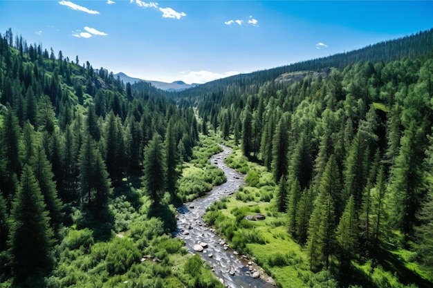 vista della foresta verde