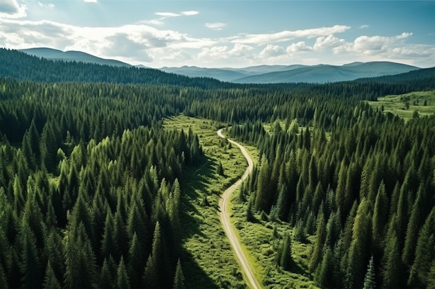 vista della foresta verde