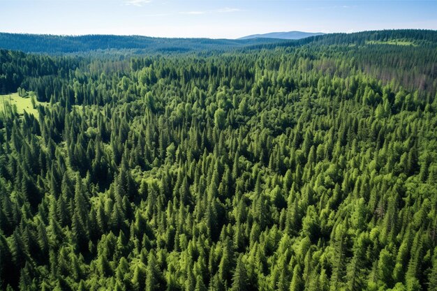 vista della foresta verde