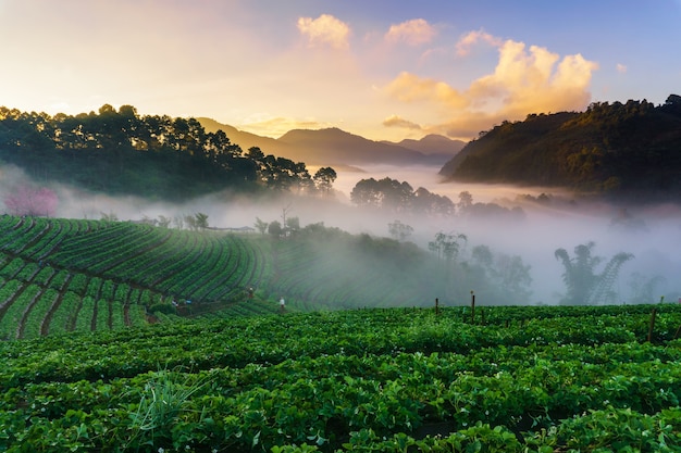 Vista della foschia di mattina alla montagna di angkhang di doi, Chiang Mai