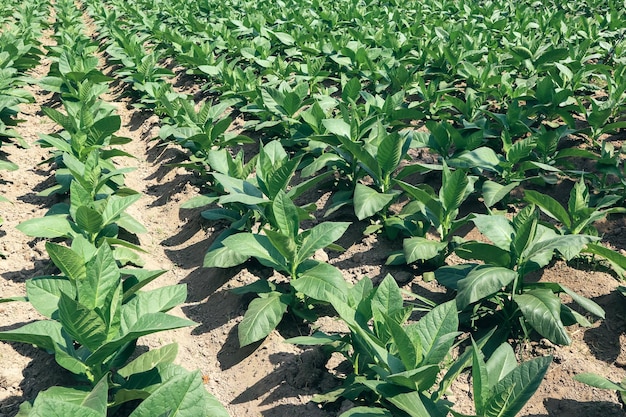 Vista della giovane pianta di tabacco verde in campo in Indonesia