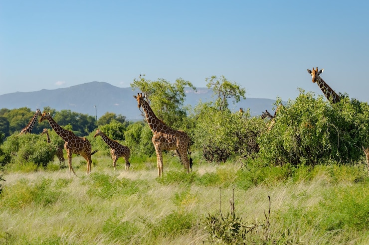 Foto vista della giraffa sul campo contro il cielo