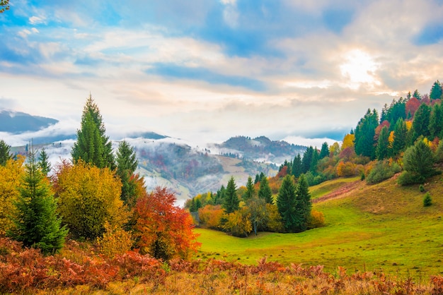 Vista della maestosa foresta di montagna. Splendida collina nebbiosa con alberi di conifere colorati. Concetto di natura.