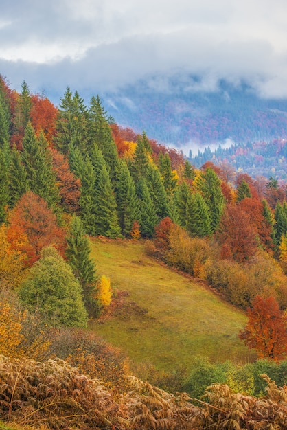 Vista della maestosa foresta di montagna