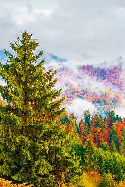 Vista della maestosa foresta di montagna