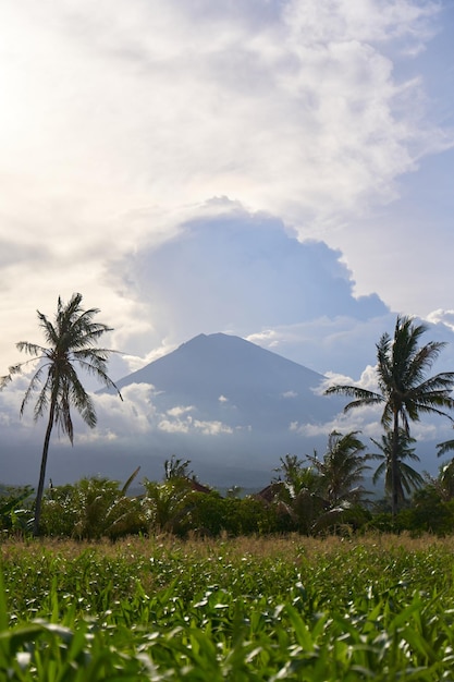 Vista della montagna sullo sfondo di palme e un campo di mais Panorama del vulcano Agung coperto di nuvole prima del tramonto