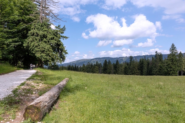 Vista della natura con cielo blu prato verde e albero rotondo in primo piano