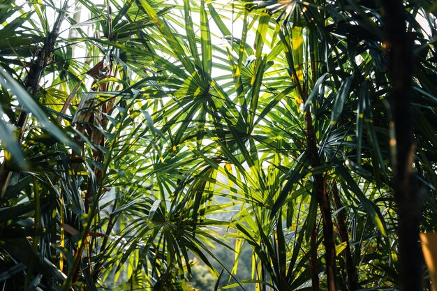 Vista della natura del primo piano della foglia tropicale Backgroundgreen lascia lo sfondo naturale