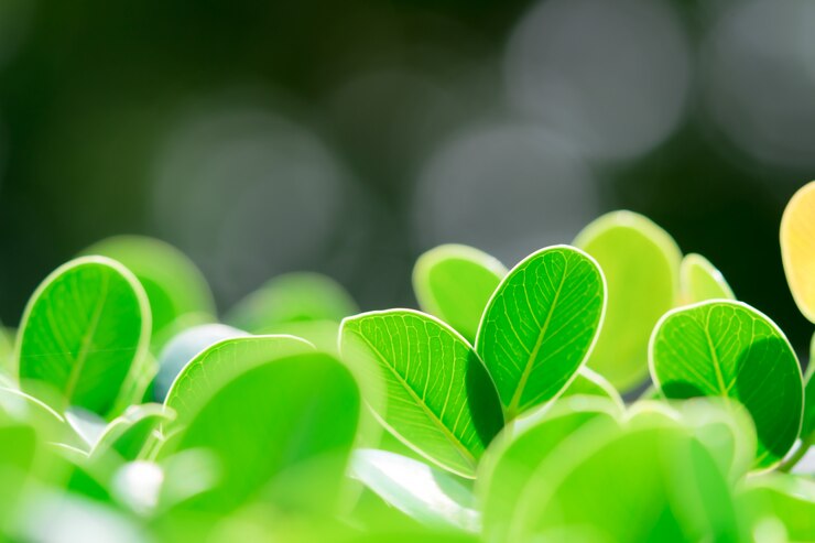Vista della natura del primo piano della foglia verde su pianta vaga