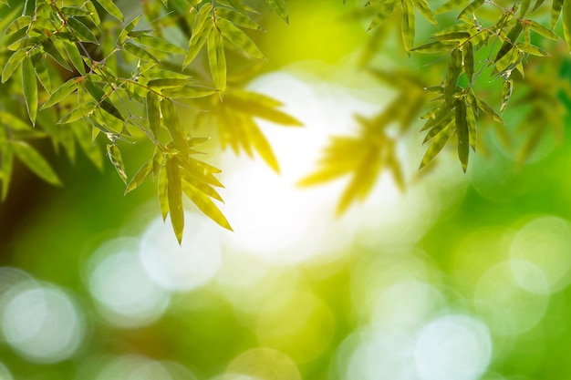 Vista della natura della foglia di bambù verde su sfondo verde sfocato. Copia spazio vuoto per aggiungere testo.