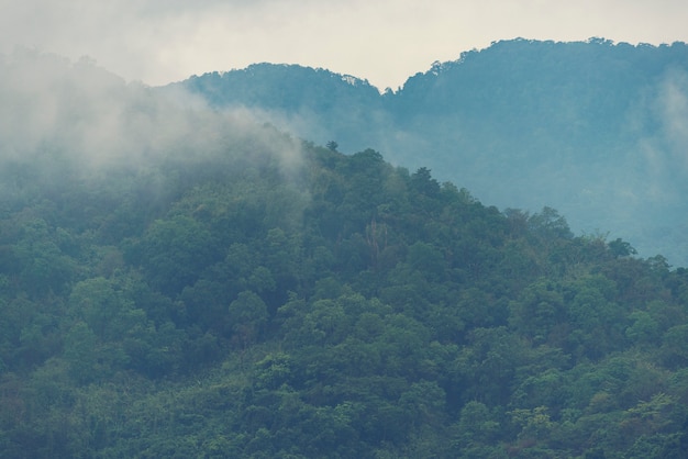 Vista della natura della foresta tropicale