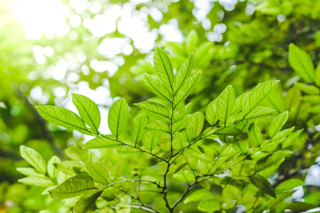 vista della natura della priorità bassa dell&#39;estratto del foglio verde