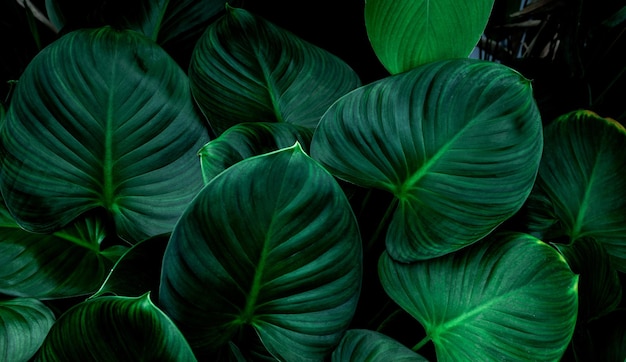 Vista della natura dello sfondo del modello di foglia verde tropicale