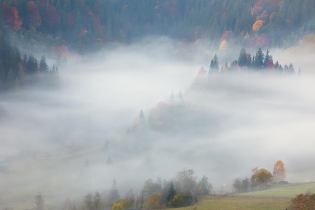 Vista della nebbia nebbiosa nelle montagne Bella foresta autunnale