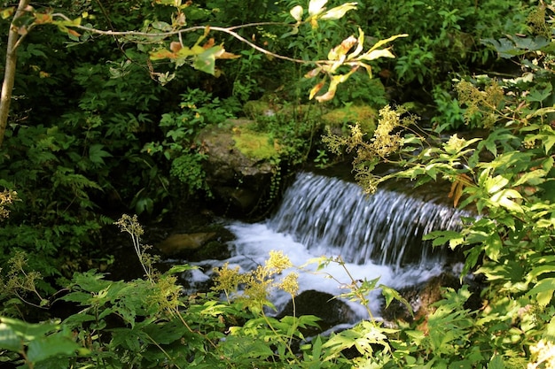 Vista della piccola cascata del fiume attraverso il bagliore delle foglie verdi delle piante costiere