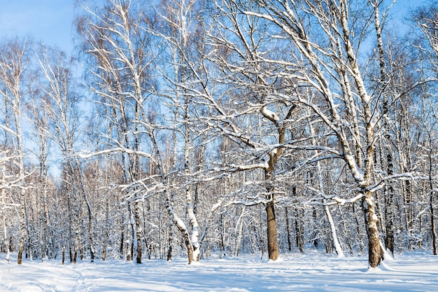 Vista della radura della foresta nella soleggiata giornata invernale