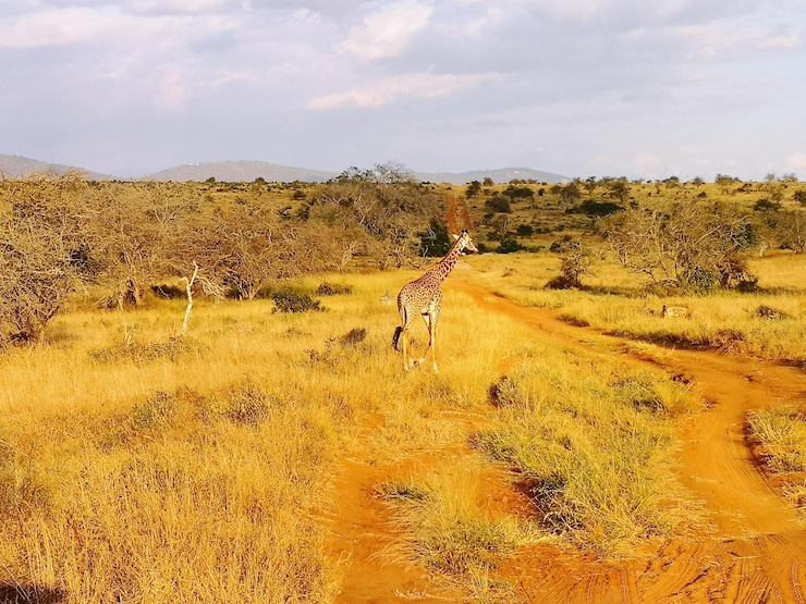 Foto vista della savana africana