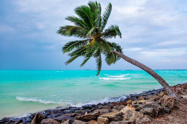 Vista della spiaggia di sabbia delle isole Maldive e del fogliame verde delle palme