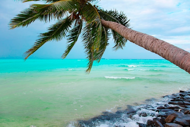 Vista della spiaggia di sabbia delle isole Maldive e del fogliame verde delle palme