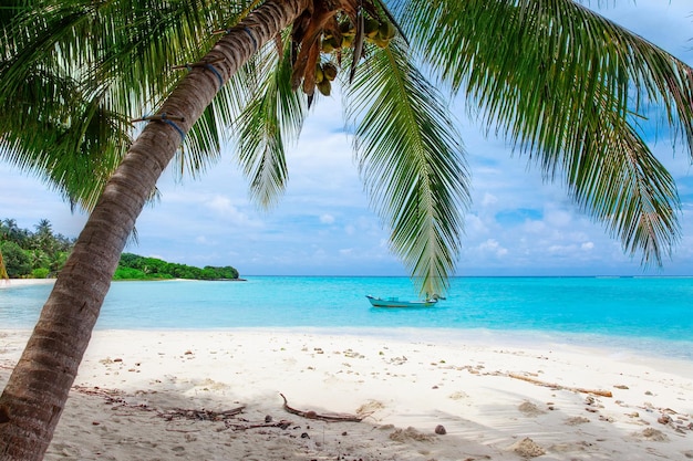 Vista della spiaggia di sabbia delle isole Maldive e del fogliame verde delle palme