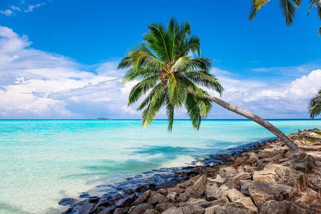 Vista della spiaggia di sabbia delle isole Maldive e del fogliame verde delle palme