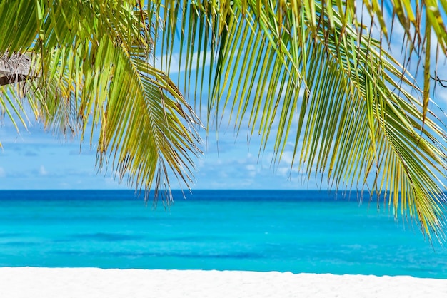 Vista della spiaggia di sabbia delle isole Maldive e del fogliame verde delle palme