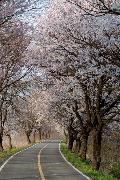 Vista della strada dei fiori di ciliegio in primavera