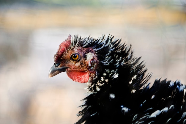 Vista della testa di un pollo nero su un profilo laterale.