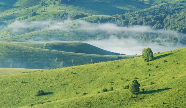 Vista della vegetazione primaverile della nebbia mattutina delle colline di montagna