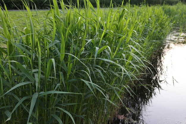 Vista delle canne verdi che crescono vicino al canale all'aperto