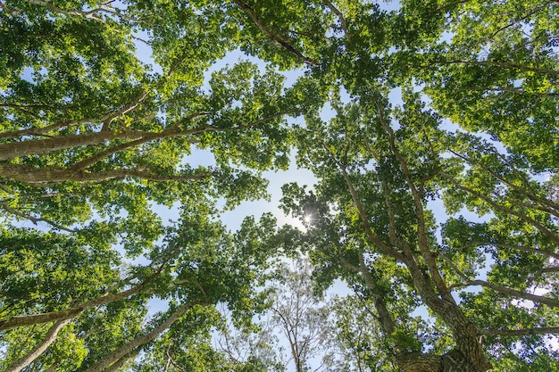 Vista delle cime degli alberi nella foresta della giungla in una giornata di sole isola di Zanzibar Tanzania Africa