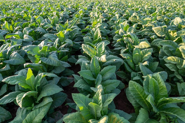 Vista delle colture a foglia grande del tabacco che crescono nel campo delle piantagioni di tabacco. Industria del tabacco per l'agricoltura e l'esportazione.