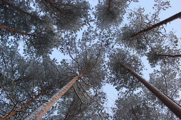 Vista delle corone di pini in una foresta invernale innevata