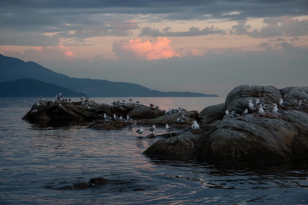 Vista delle isole rocciose con uccelli durante il tramonto