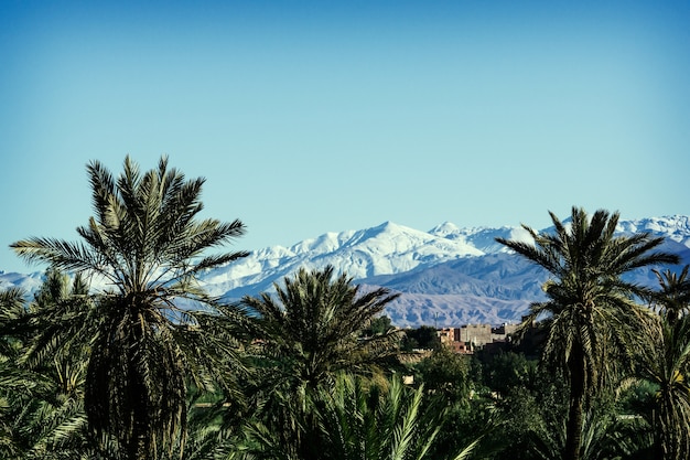 Vista delle palme in prima linea e delle montagne dell'Atlante con la neve