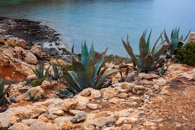 Vista delle piante di agave vicino al mare, Lampedusa