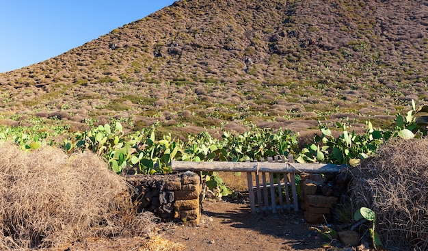 Vista delle piante tipiche siciliane di fichi d'india, Sicilia