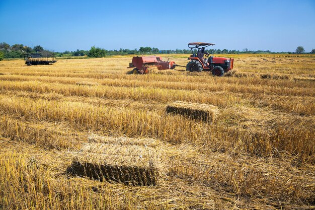 Vista delle risaie con la raccolta degli agricoltori.