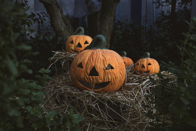 Vista delle zucche sulle piante durante Halloween