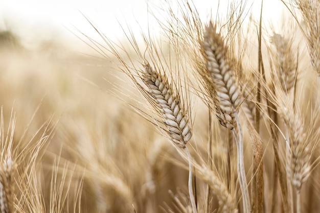 Vista dettagliata dei picchi di grano maturo in estate