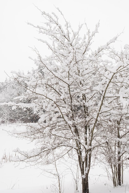 Vista di alberi coperti di gelo nei cumuli di neve Foresta invernale magica Paesaggio naturale