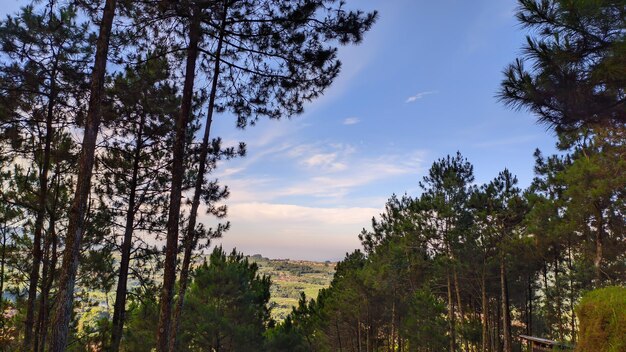 Vista di alberi di pino e nuvole blu dalla cima della collina