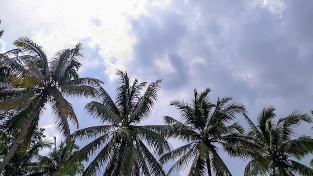 Vista di alti alberi di cocco con cielo nuvoloso chiaro con spazio vuoto in Indonesia