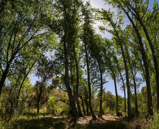 Vista di alti alberi sempreverdi nella foresta di campagna.