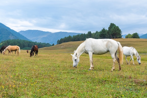 Vista di cavalli al pascolo nelle montagne verdi, Tusheti, Georgia. Viaggiare