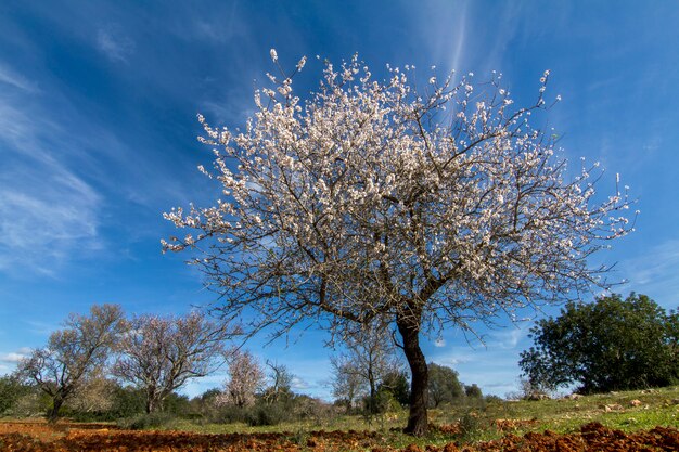 Vista di diversi mandorli in fiore su un campo.